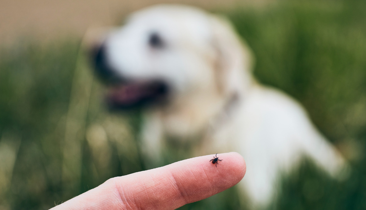 Get Rid Of Ticks Now Safe Tick Control For Connecticut Homeowners